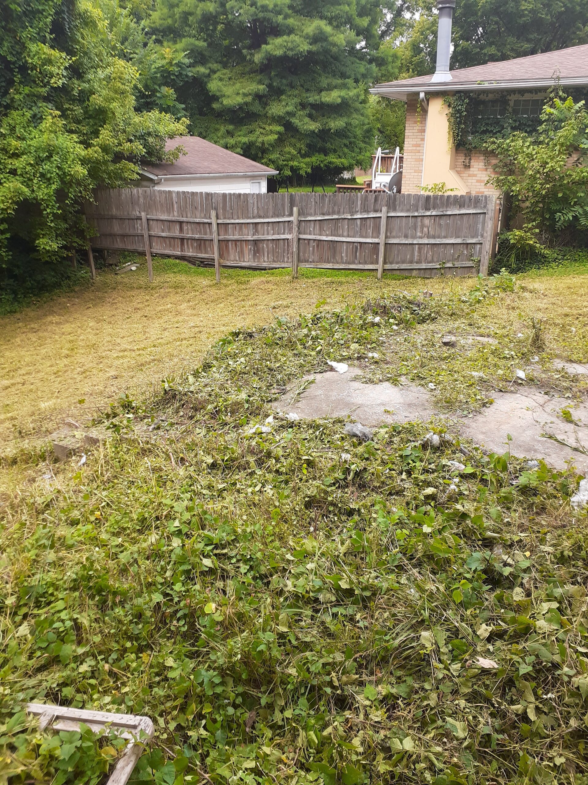 Overgrown Yard