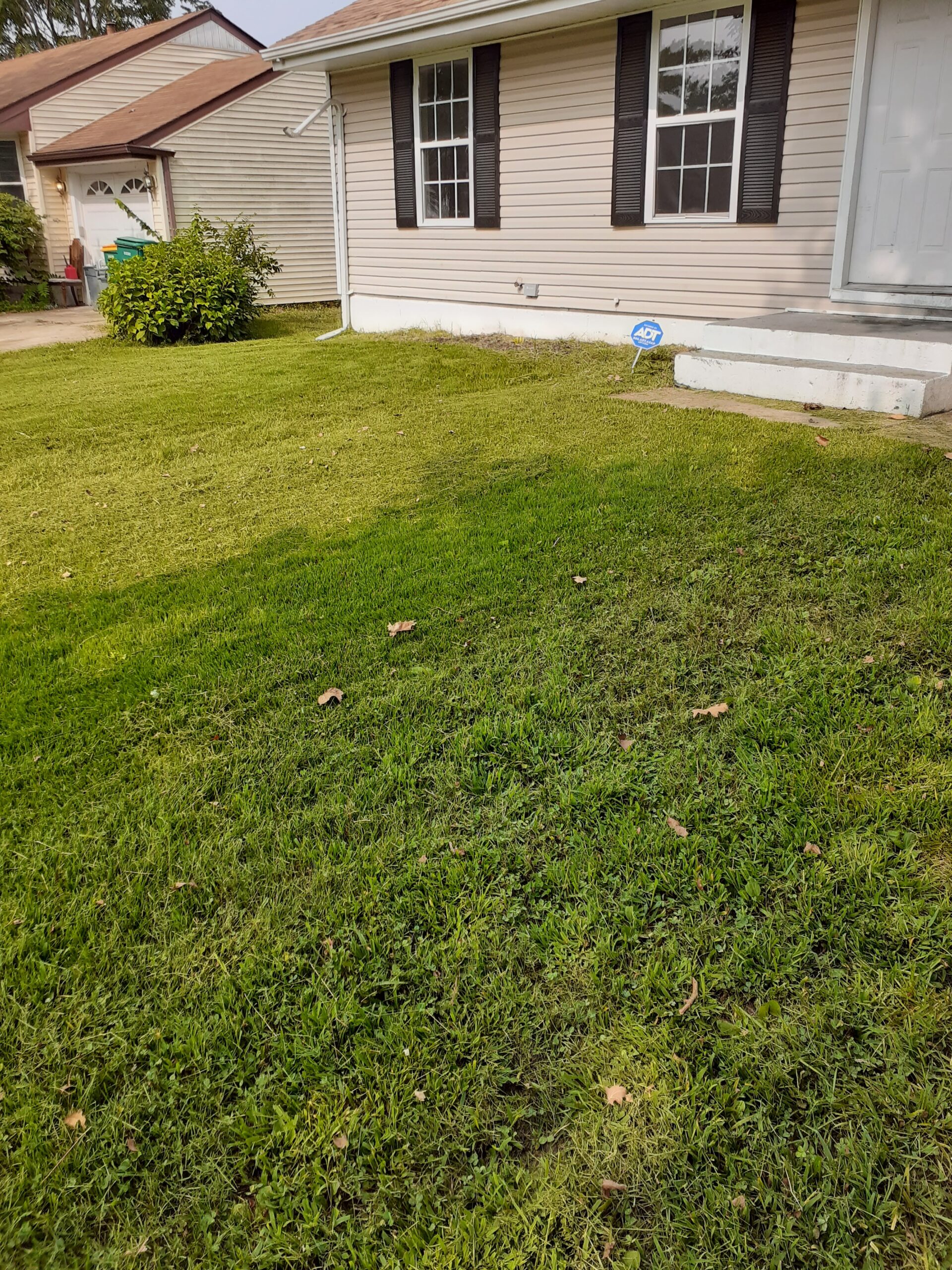 Lawn Outside the House